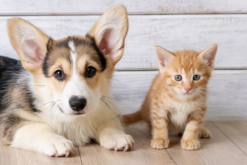 Corgi puppy lying beside a ginger kitten on a light wood floor indoors