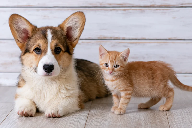 Corgi puppy lying beside a ginger kitten on a light wood floor indoors
