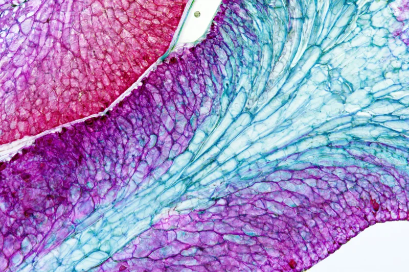 Cross-section of a woody plant stem under light microscope showing stained tissues and cells