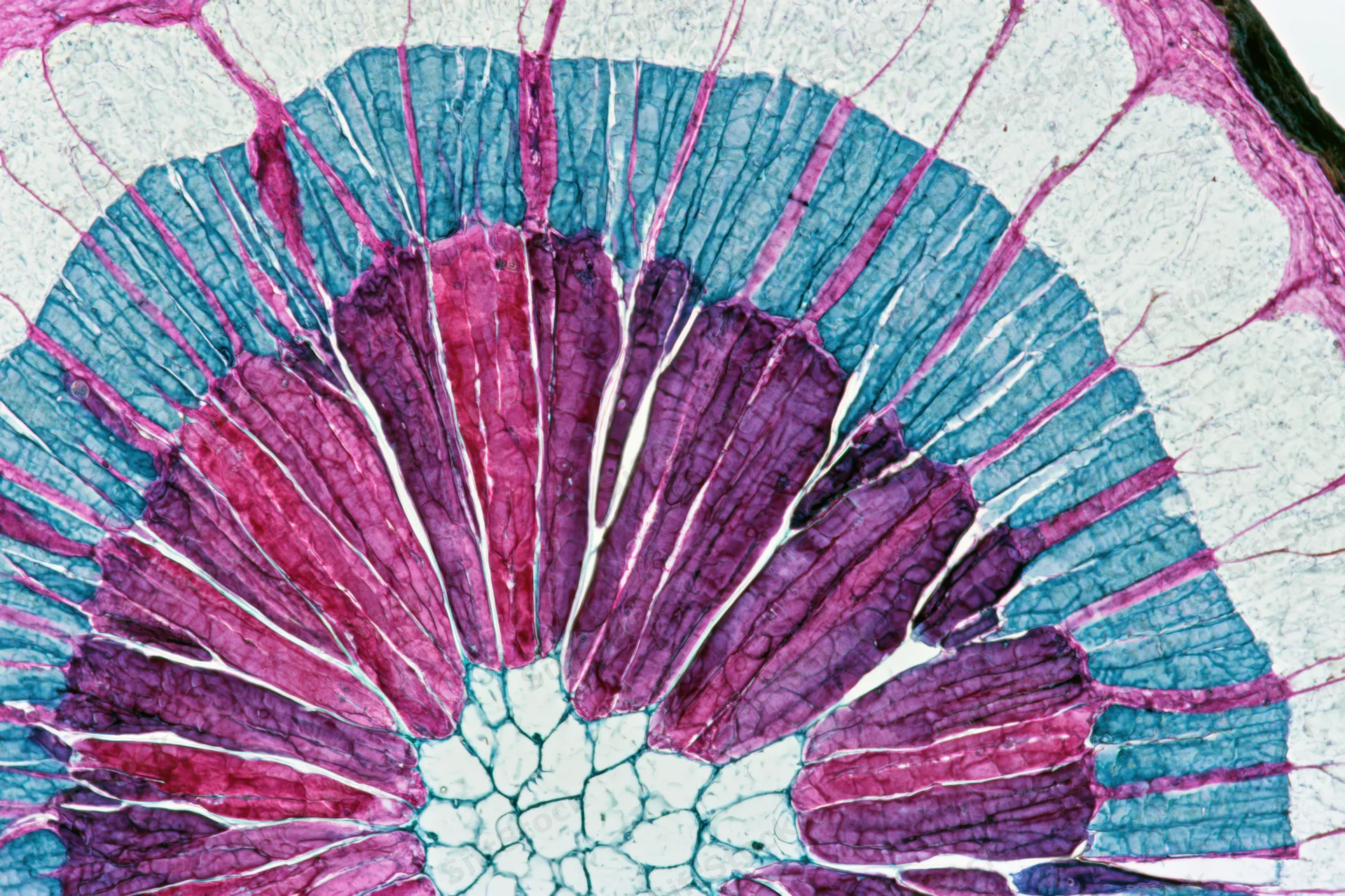 Cross-section of a woody plant stem showing vascular tissue layers under light microscopy