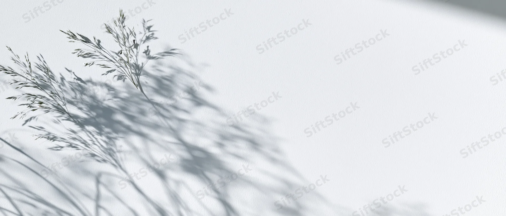Delicate shadow of fine grass stems cast across a white wall, creating a soft botanical pattern with ample copyspace
