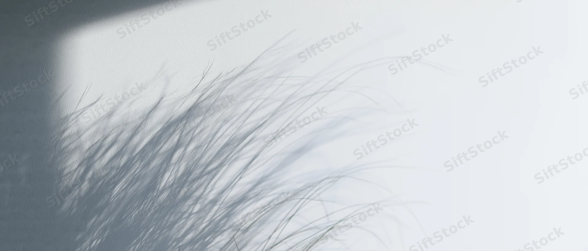 Delicate shadow of fine grass stems cast across a white wall surface