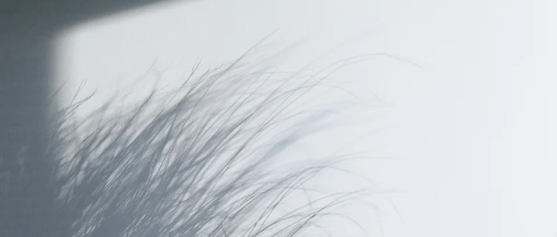 Delicate shadow of fine grass stems cast across a white wall surface