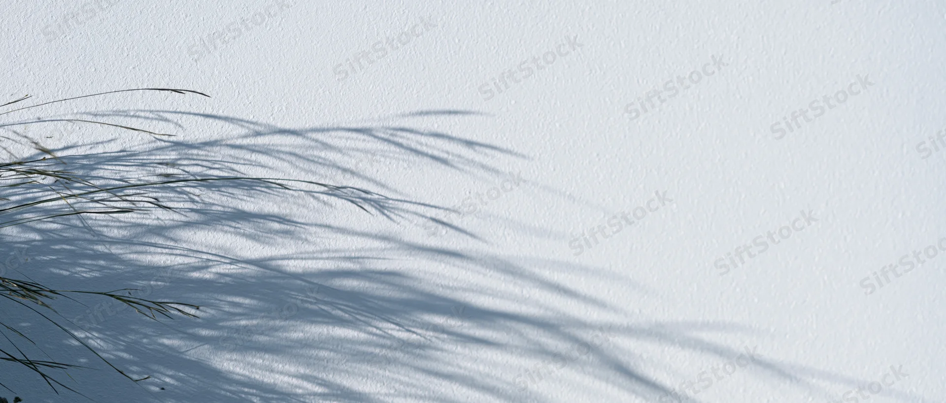 Delicate shadows of fine grass stems cast across a white textured wall