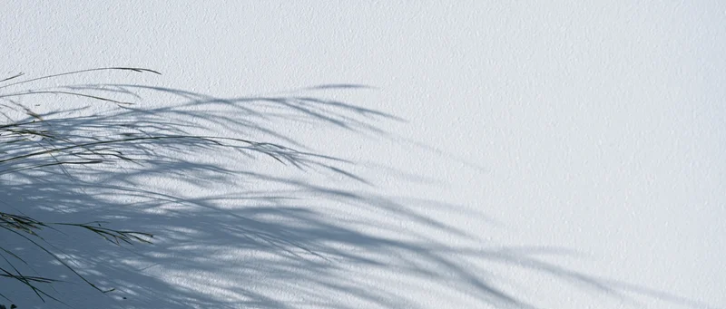 Delicate shadows of fine grass stems cast across a white textured wall