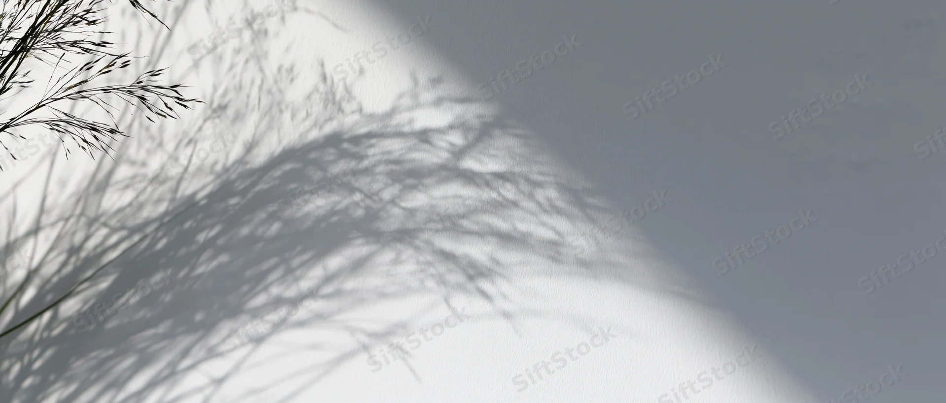 Delicate shadows of fine grass stems cast across a white wall in soft sunlight