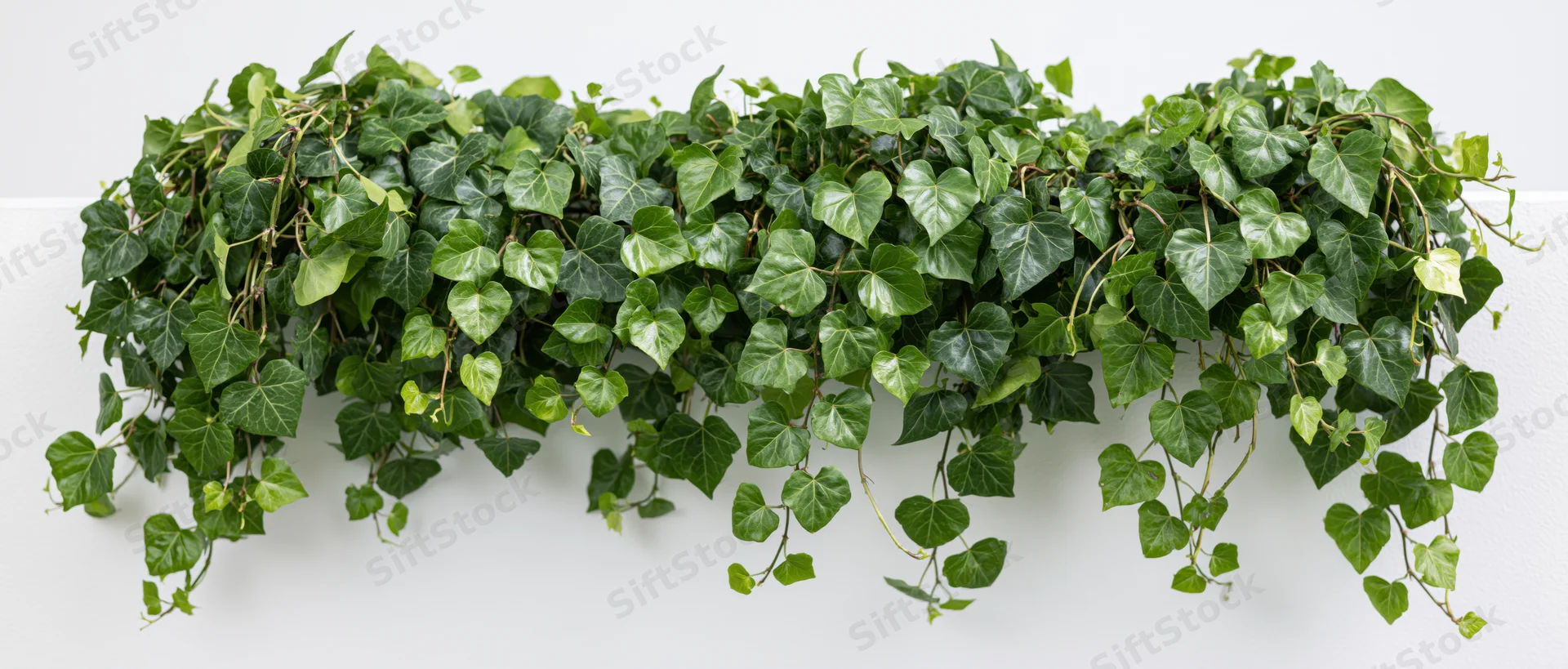 Dense ivy vine with heart-shaped leaves cascading down a white wall