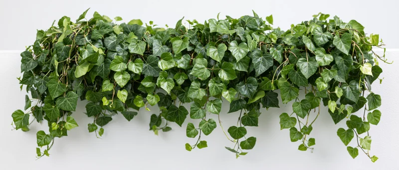 Dense ivy vine with heart-shaped leaves cascading down a white wall