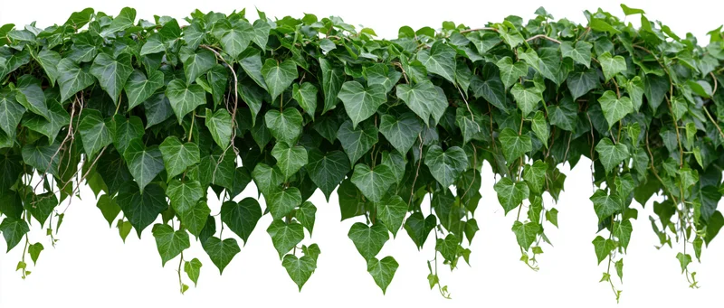Dense ivy vine with heart-shaped leaves cascading downward on white background