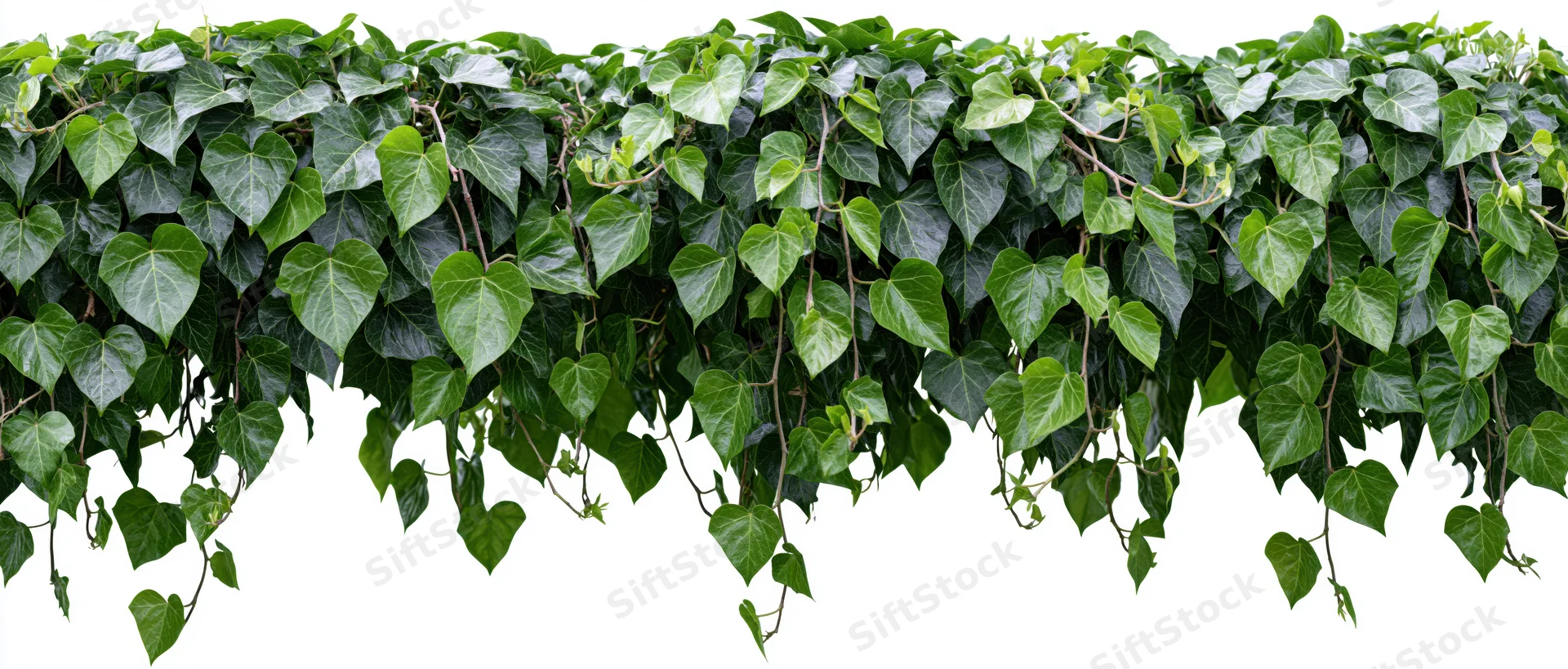 Dense ivy vine with heart-shaped leaves cascading downward against white background