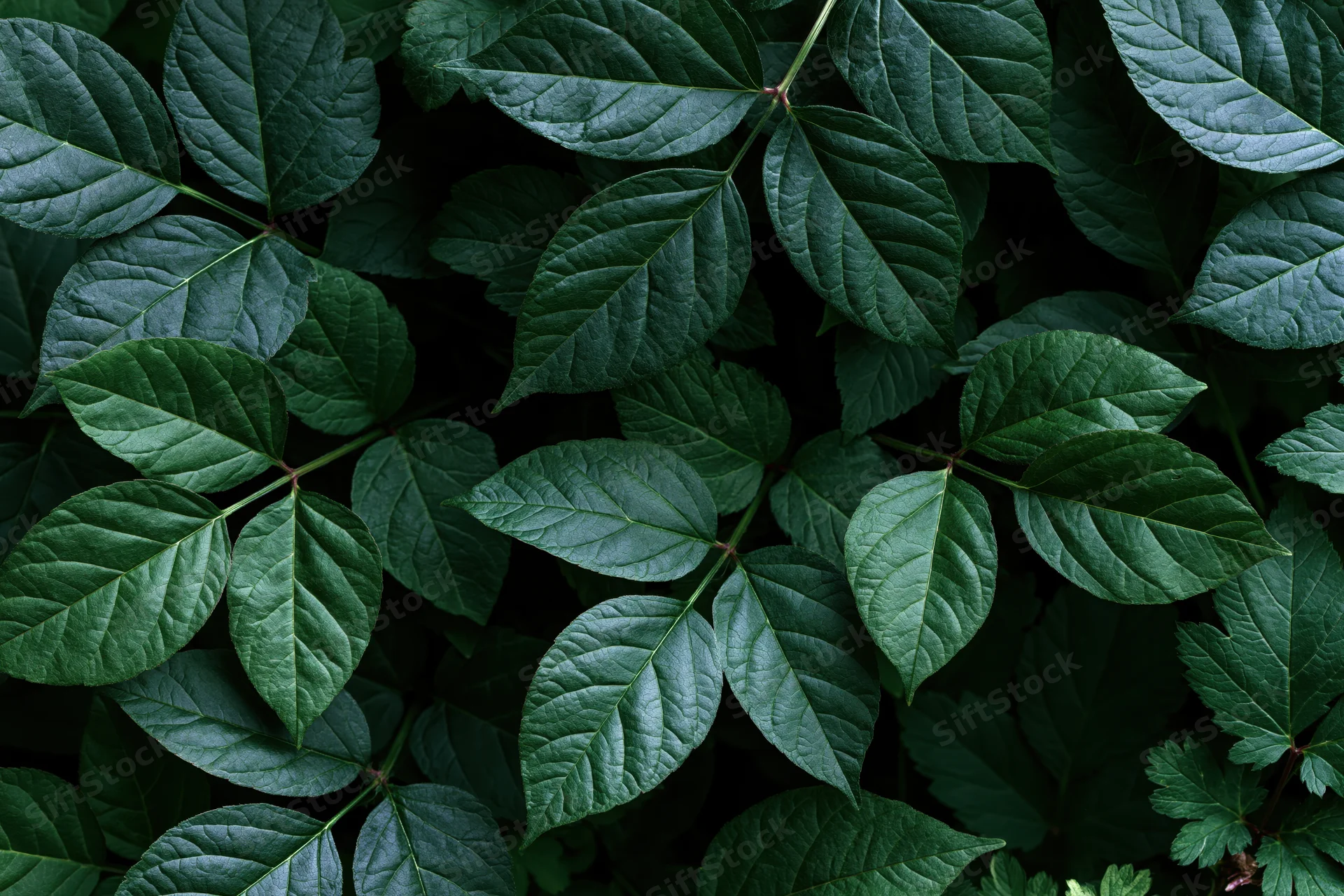Dense cluster of dark green compound leaves filling the frame
