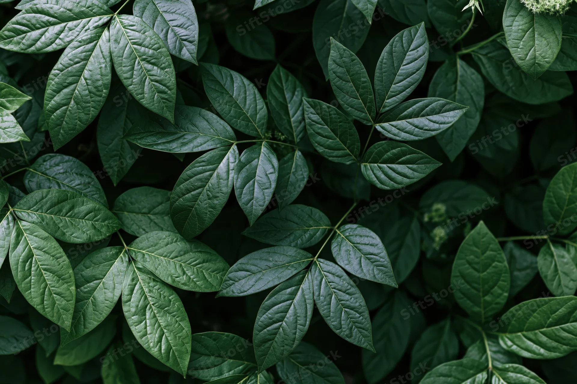 Dense cluster of dark green compound leaves filling the frame