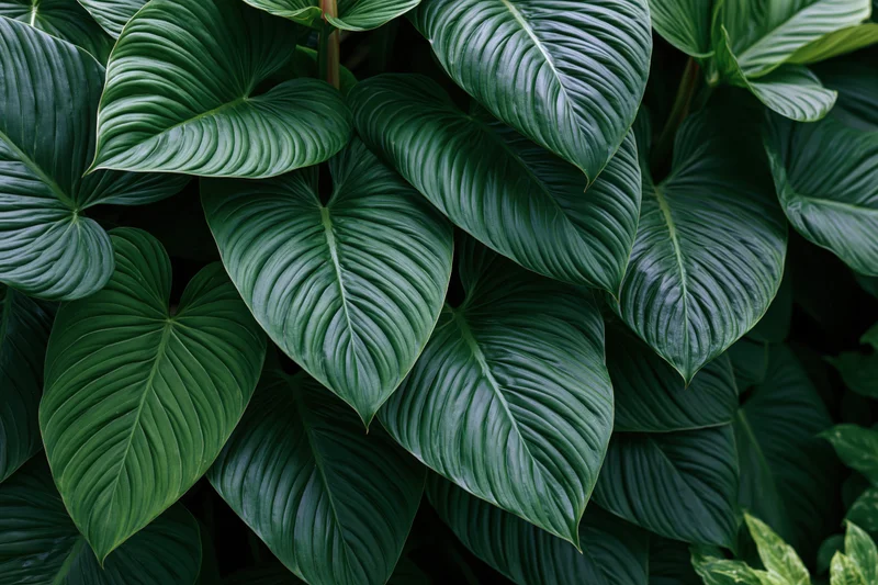 Dense cluster of large tropical leaves filling the frame
