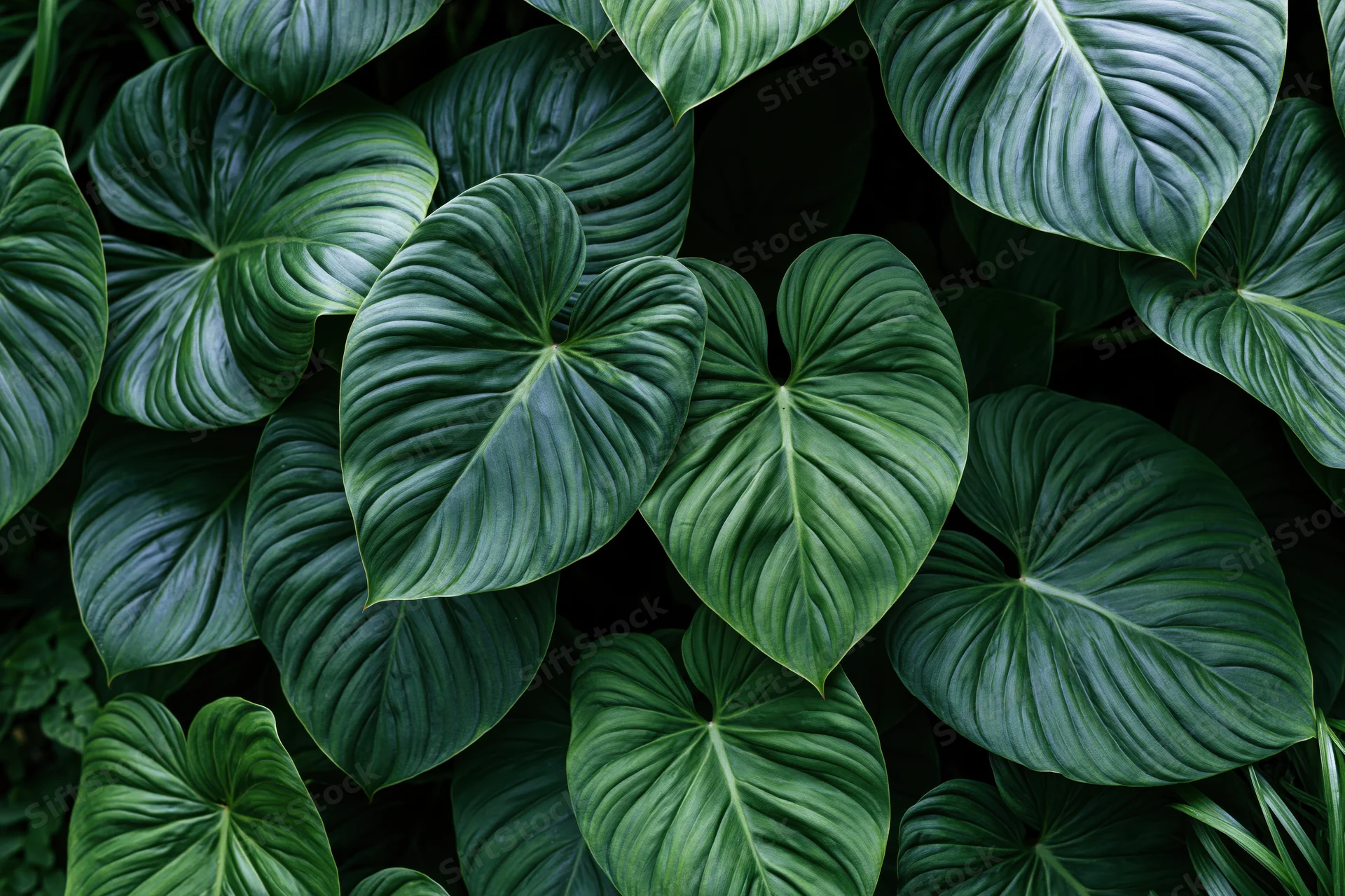 Dense cluster of large tropical leaves filling the frame