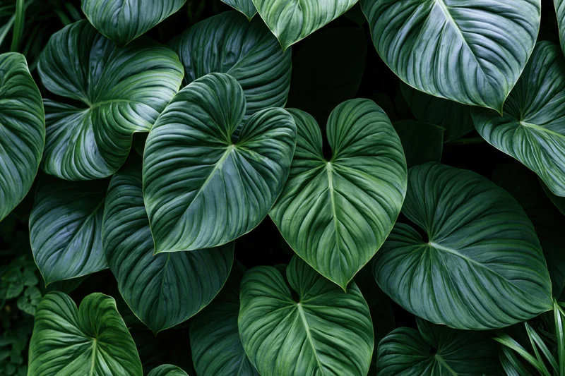 Dense cluster of large tropical leaves filling the frame