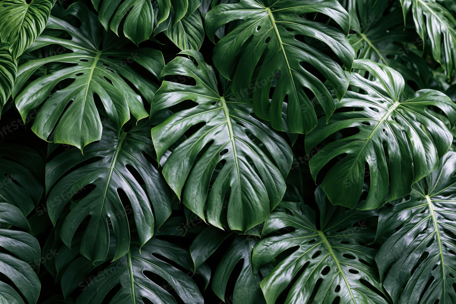 Dense cluster of monstera deliciosa leaves filling the frame