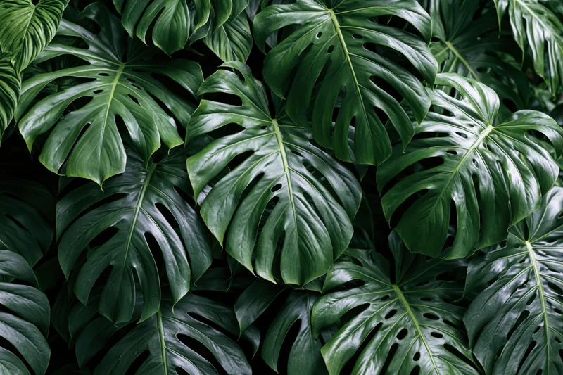 Dense cluster of monstera deliciosa leaves filling the frame