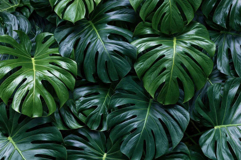 Dense cluster of monstera deliciosa leaves filling the frame