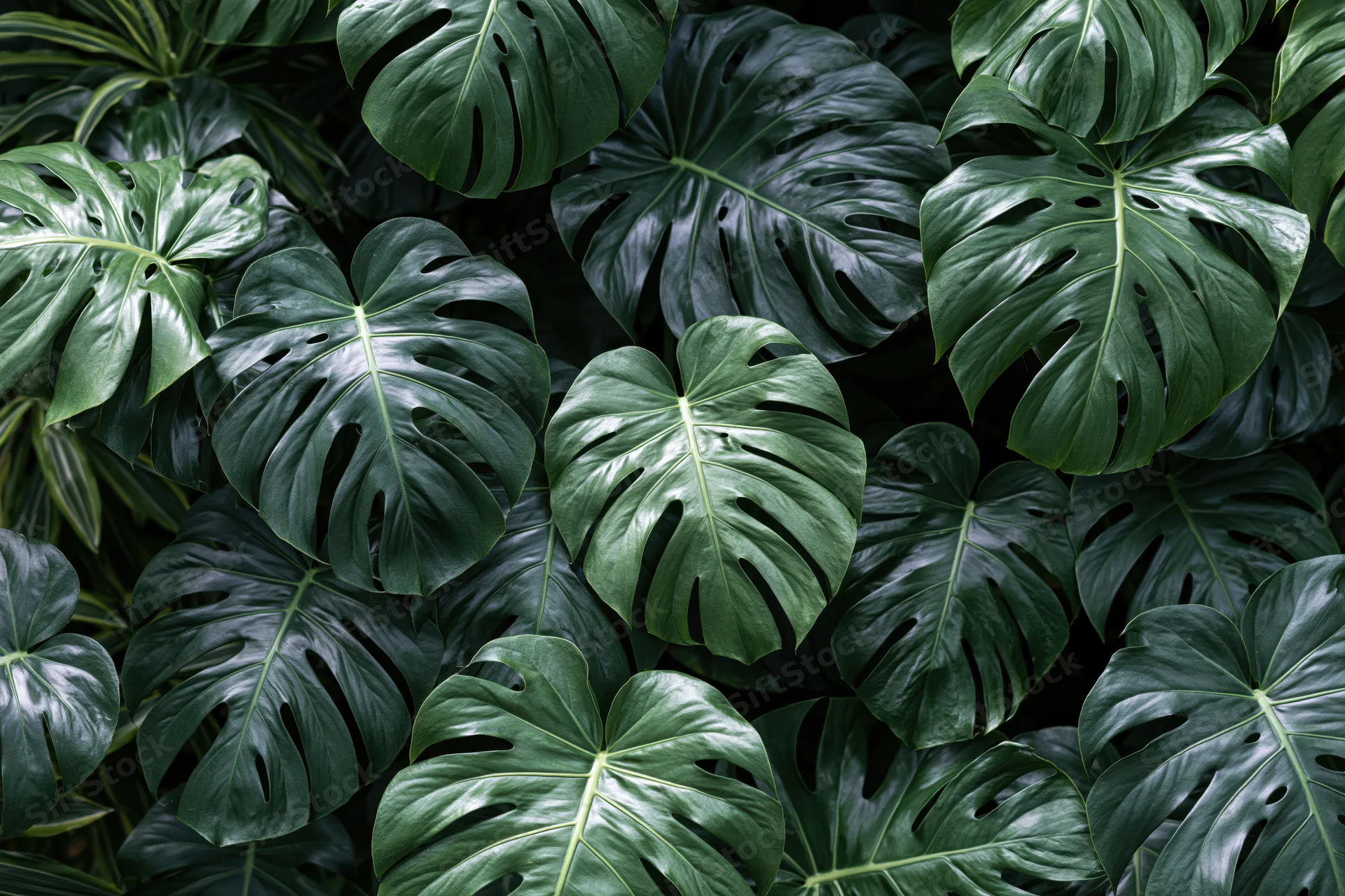 Dense cluster of monstera deliciosa leaves filling the frame