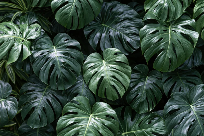 Dense cluster of monstera deliciosa leaves filling the frame