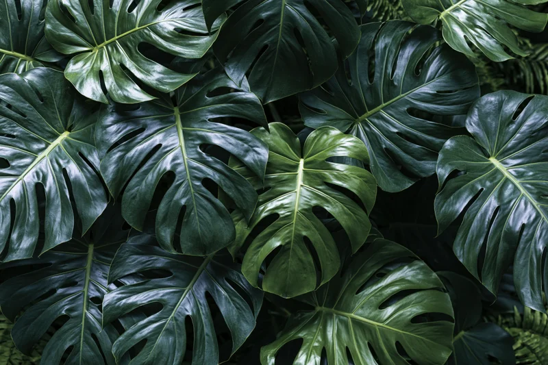 Dense cluster of monstera deliciosa leaves filling the frame
