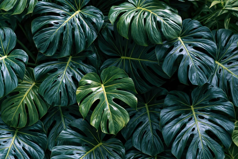 Dense cluster of monstera deliciosa leaves filling the frame with lush green foliage