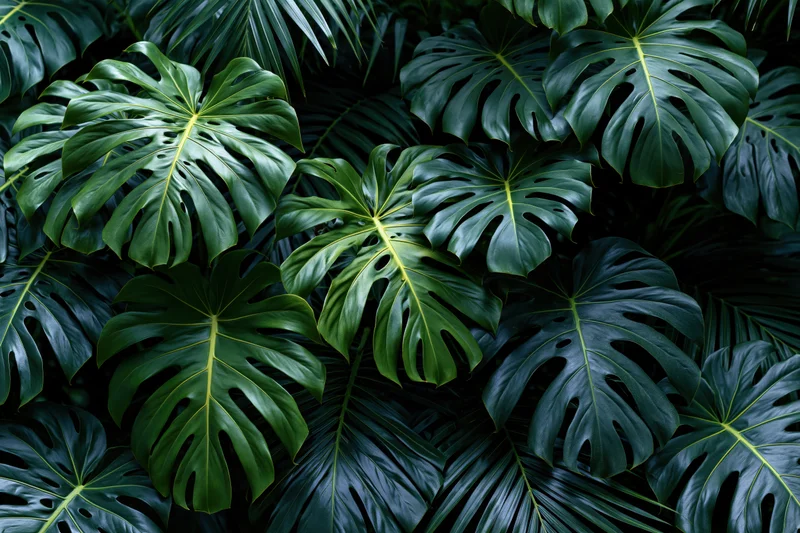 Dense cluster of monstera deliciosa leaves filling the frame