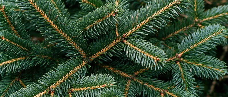 Dense fir tree branches filling the frame in a closeup view