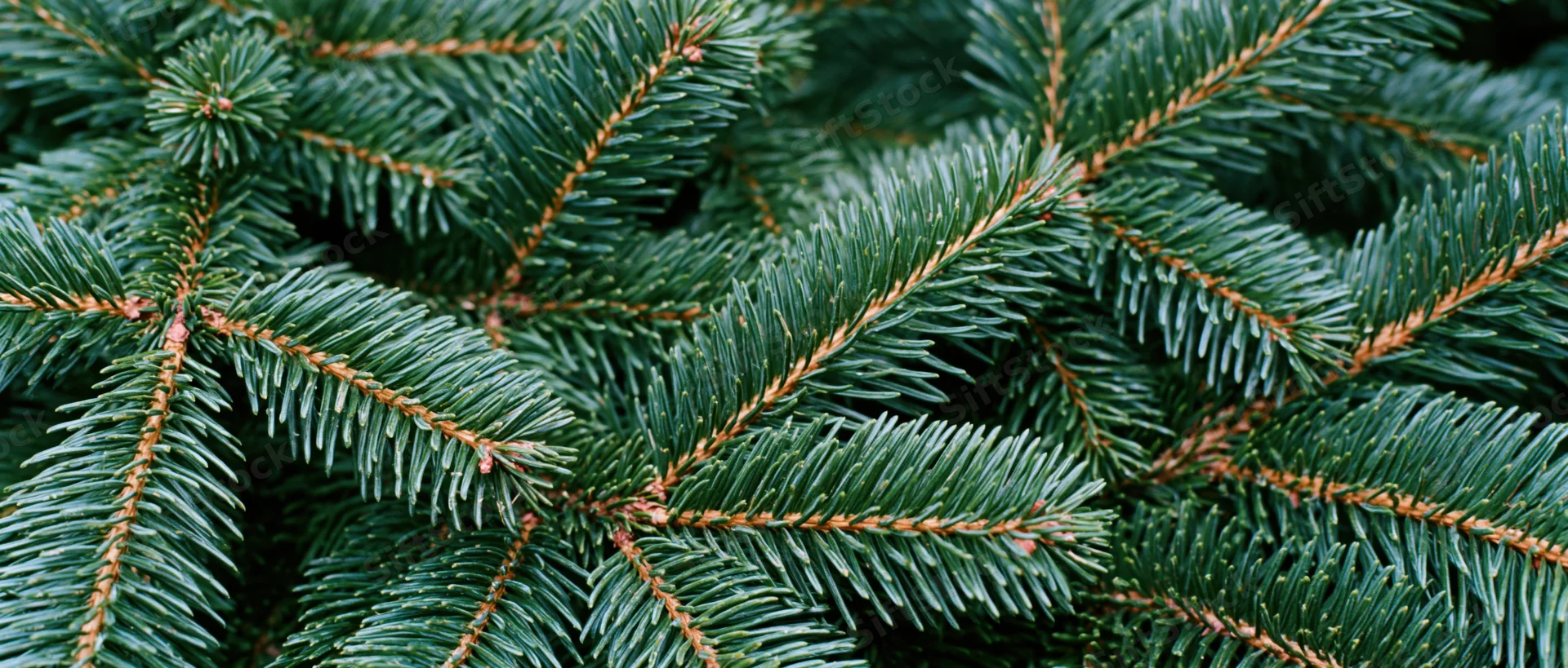 Dense fir tree branches filling the frame in a flat lay arrangement