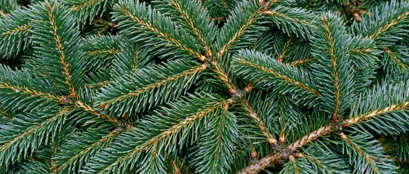 Dense fir tree branches filling the frame in a flat lay closeup view