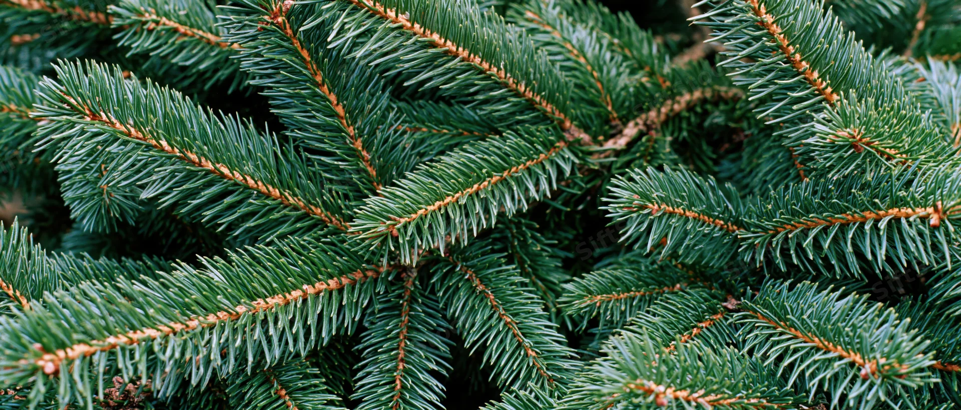 Dense fir tree branches filling the frame in a flat lay arrangement