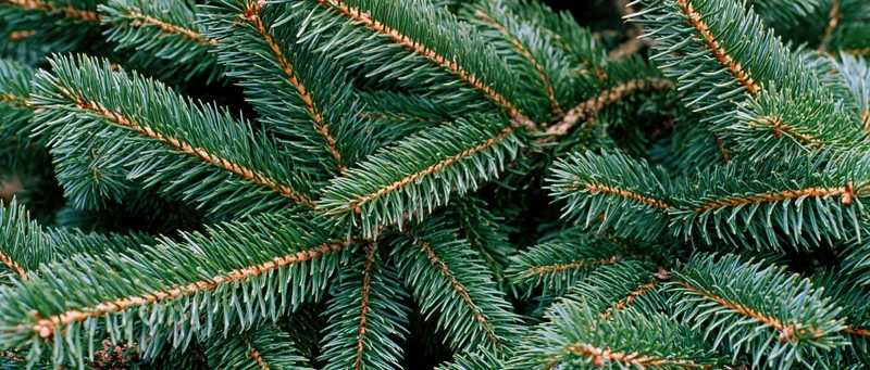 Dense fir tree branches filling the frame in a flat lay arrangement
