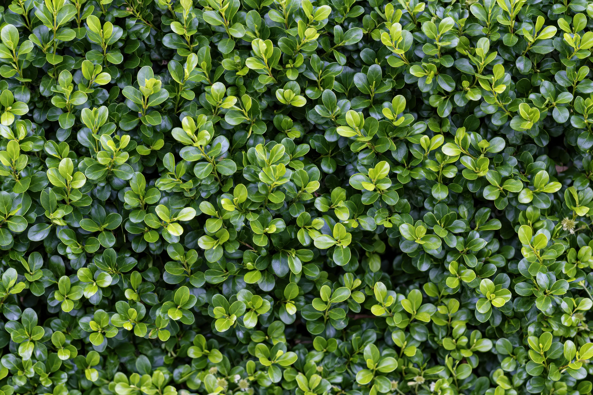 Dense wall of small round boxwood leaves forming a lush green hedge in a garden setting