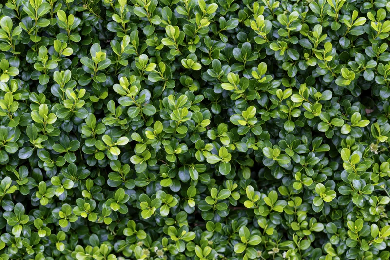 Dense wall of small round boxwood leaves forming a lush green hedge in a garden setting