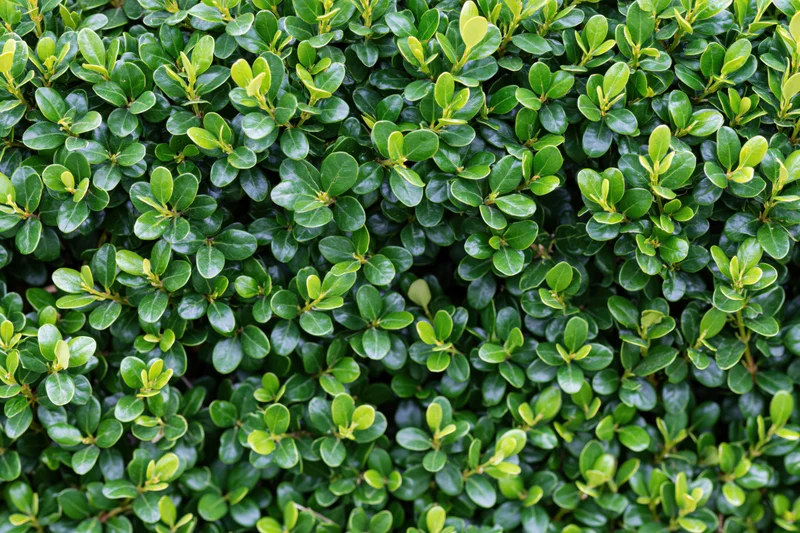 Dense wall of small round boxwood leaves filling the frame