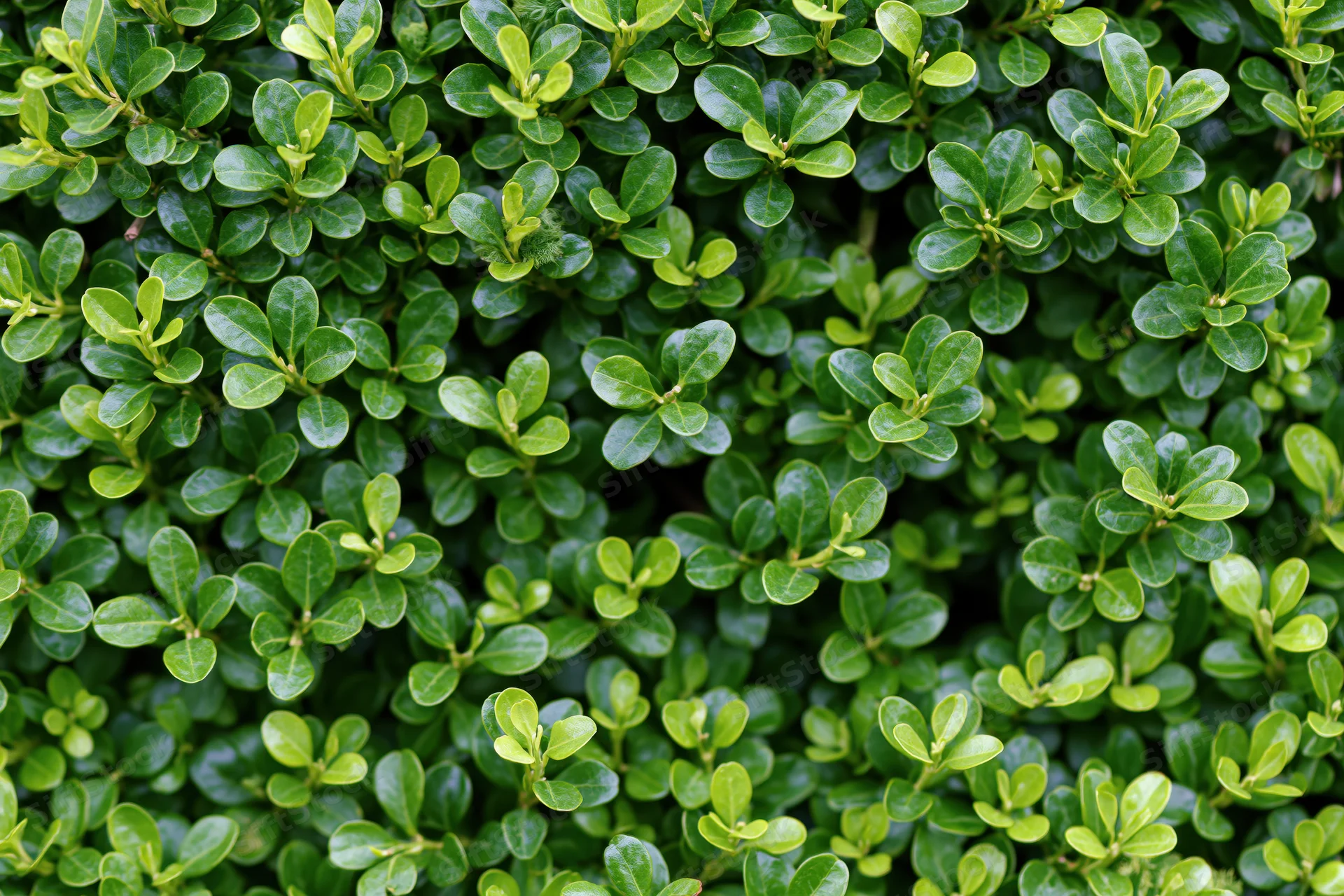 Dense wall of small round boxwood leaves filling the frame