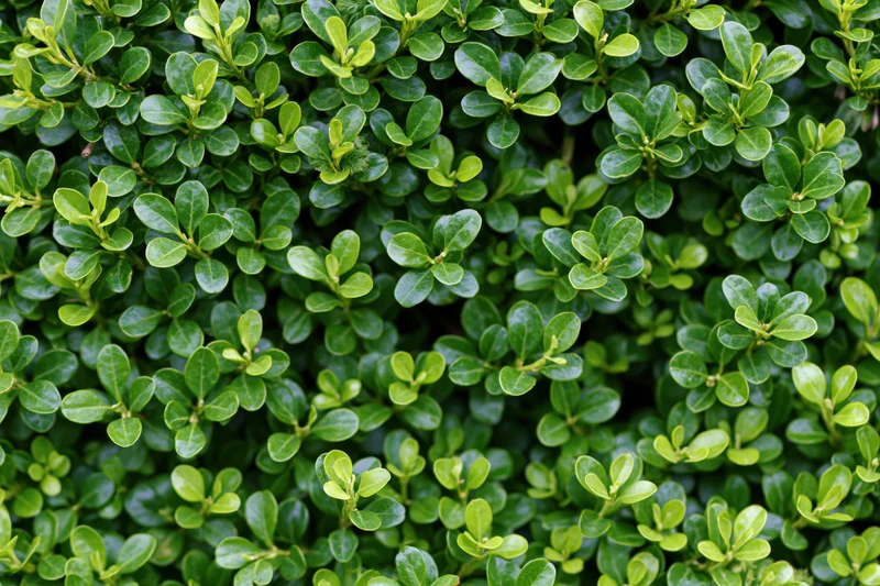 Dense wall of small round boxwood leaves filling the frame