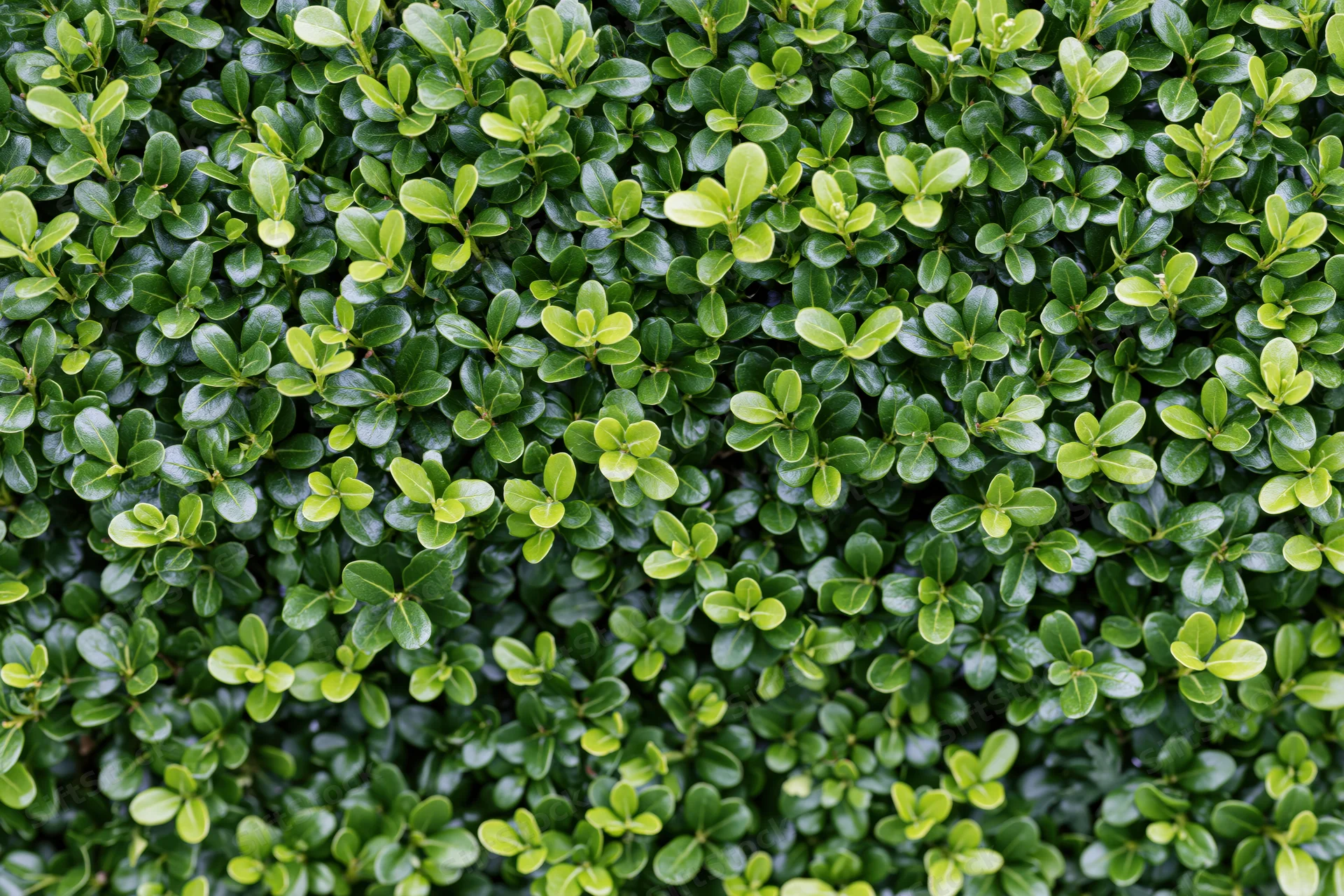 Dense wall of small round boxwood leaves filling the frame
