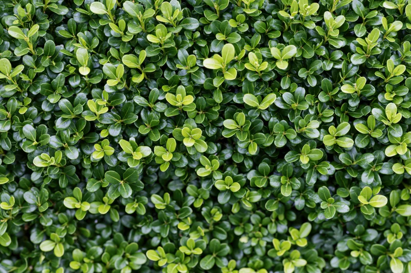 Dense wall of small round boxwood leaves filling the frame