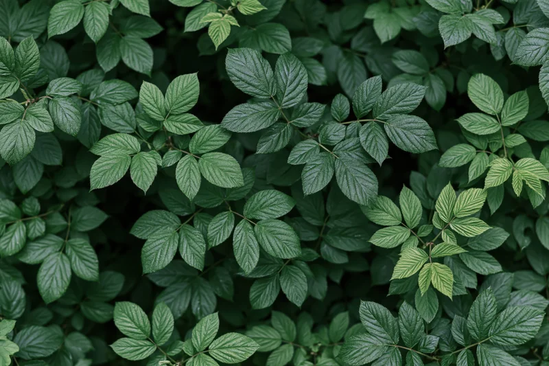 Dense layered green foliage of wild shrubs filling the frame