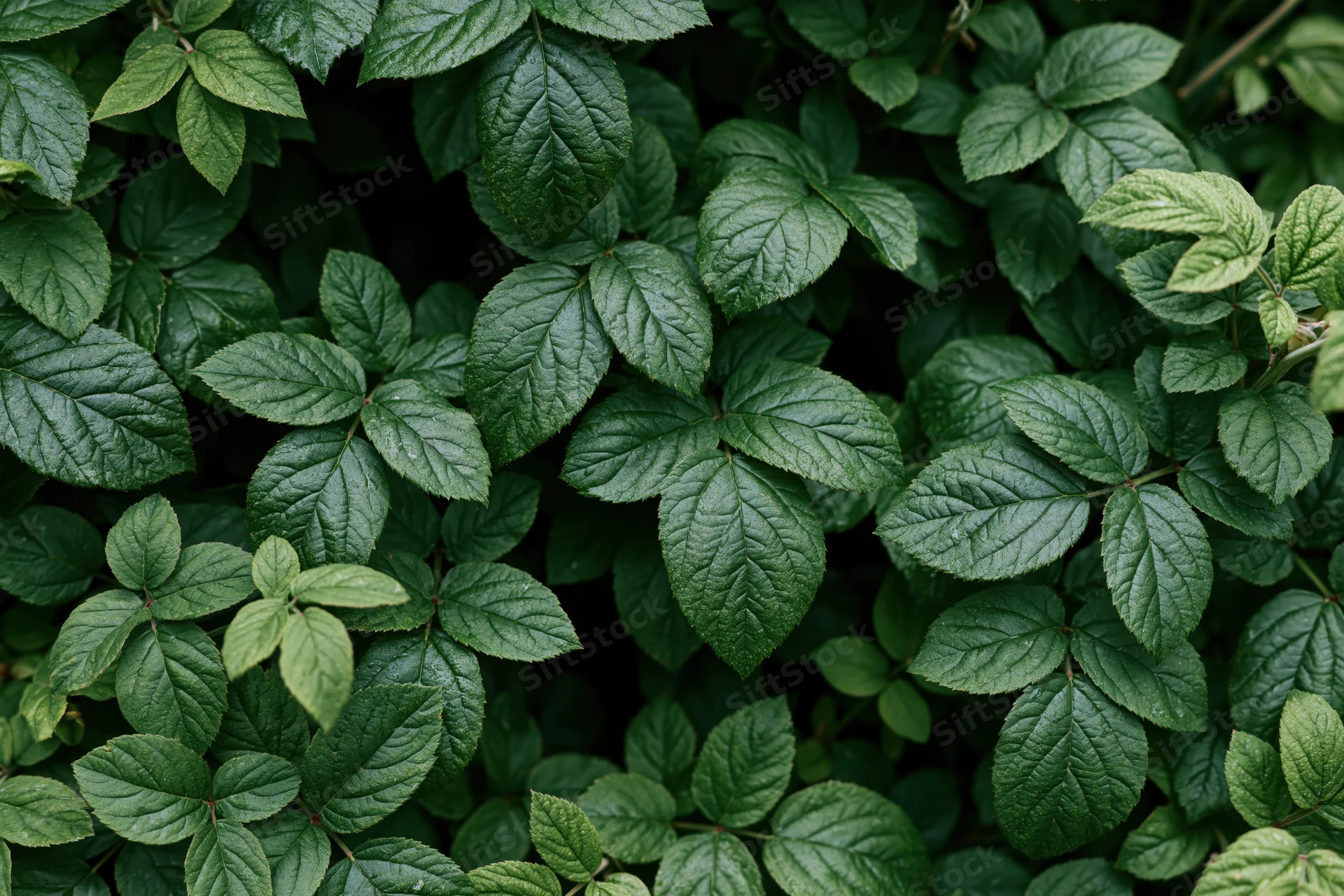 Dense layered foliage of wild shrub leaves filling the frame