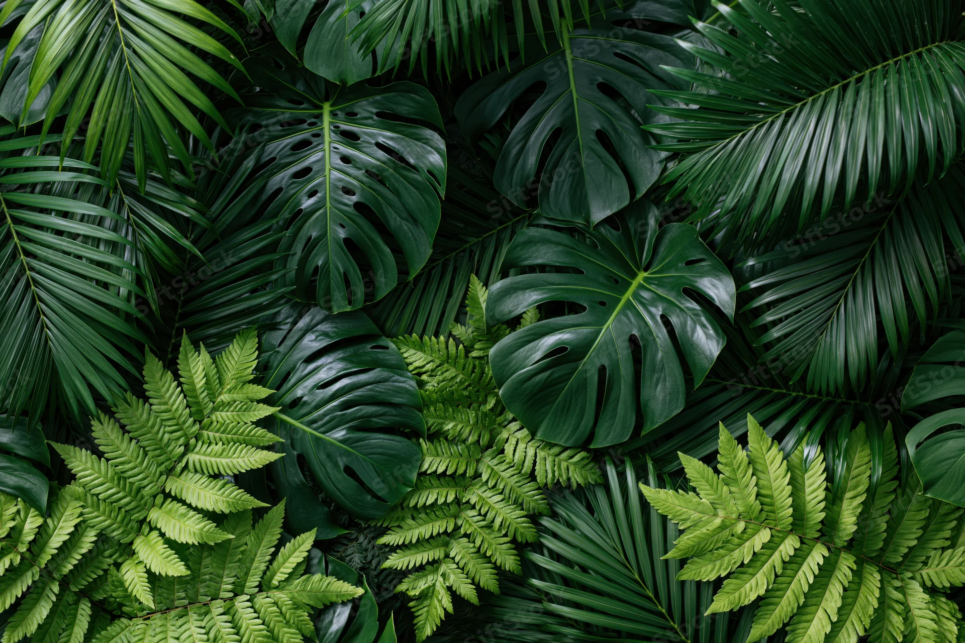 Dense layered tropical foliage filling the frame with monstera, palm and fern leaves