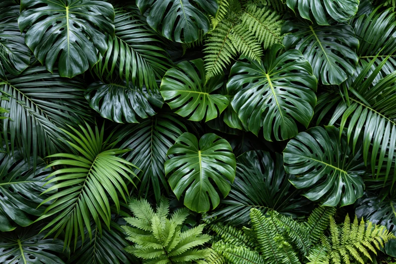 Dense tropical foliage with monstera and fern leaves filling the frame