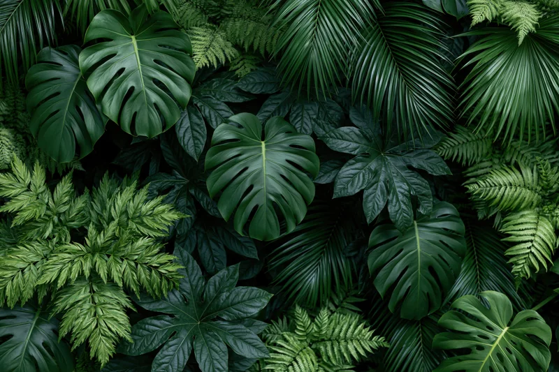 Dense tropical foliage filling the frame with monstera, palm and fern leaves