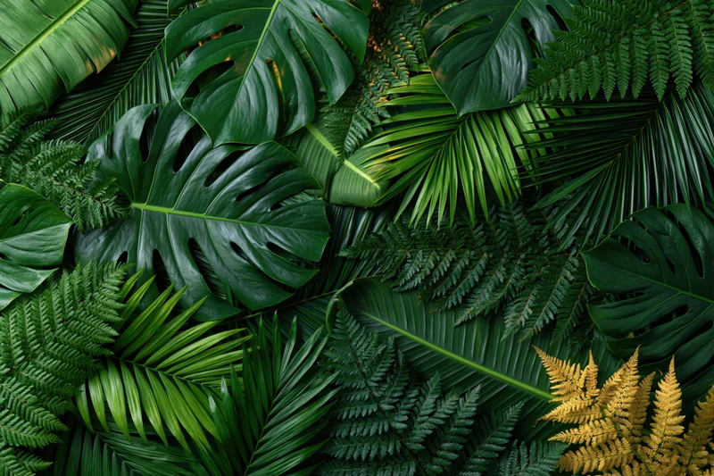 Dense layered tropical foliage filling the frame with monstera, fern, and palm leaves