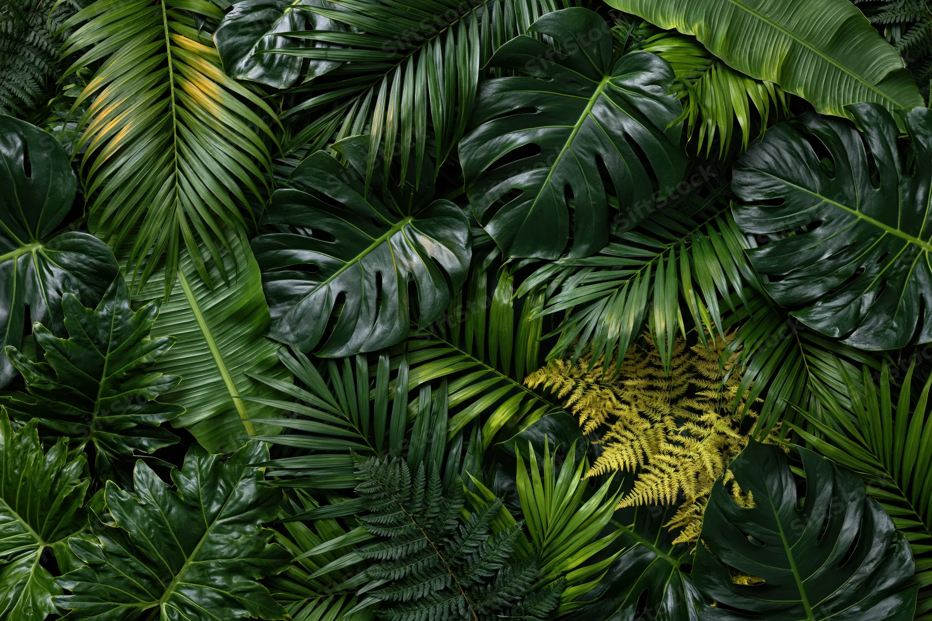 Dense layered tropical foliage filling the frame with monstera, palm and fern leaves