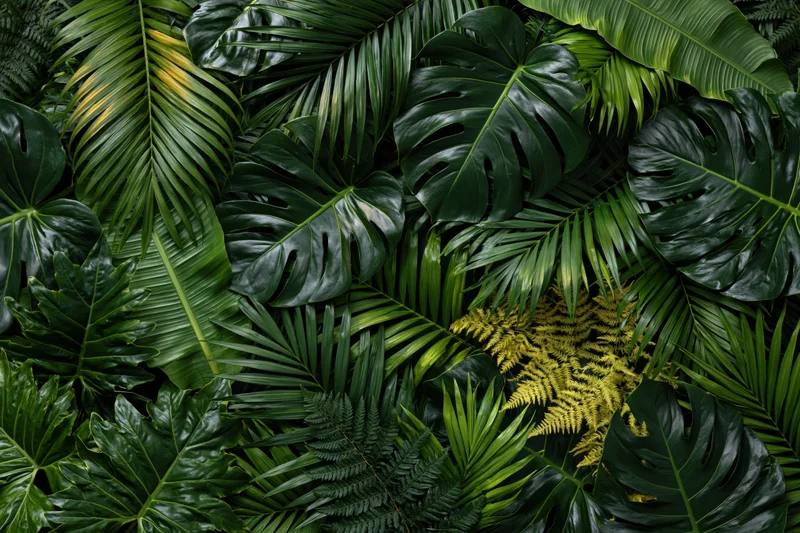 Dense layered tropical foliage filling the frame with monstera, palm and fern leaves