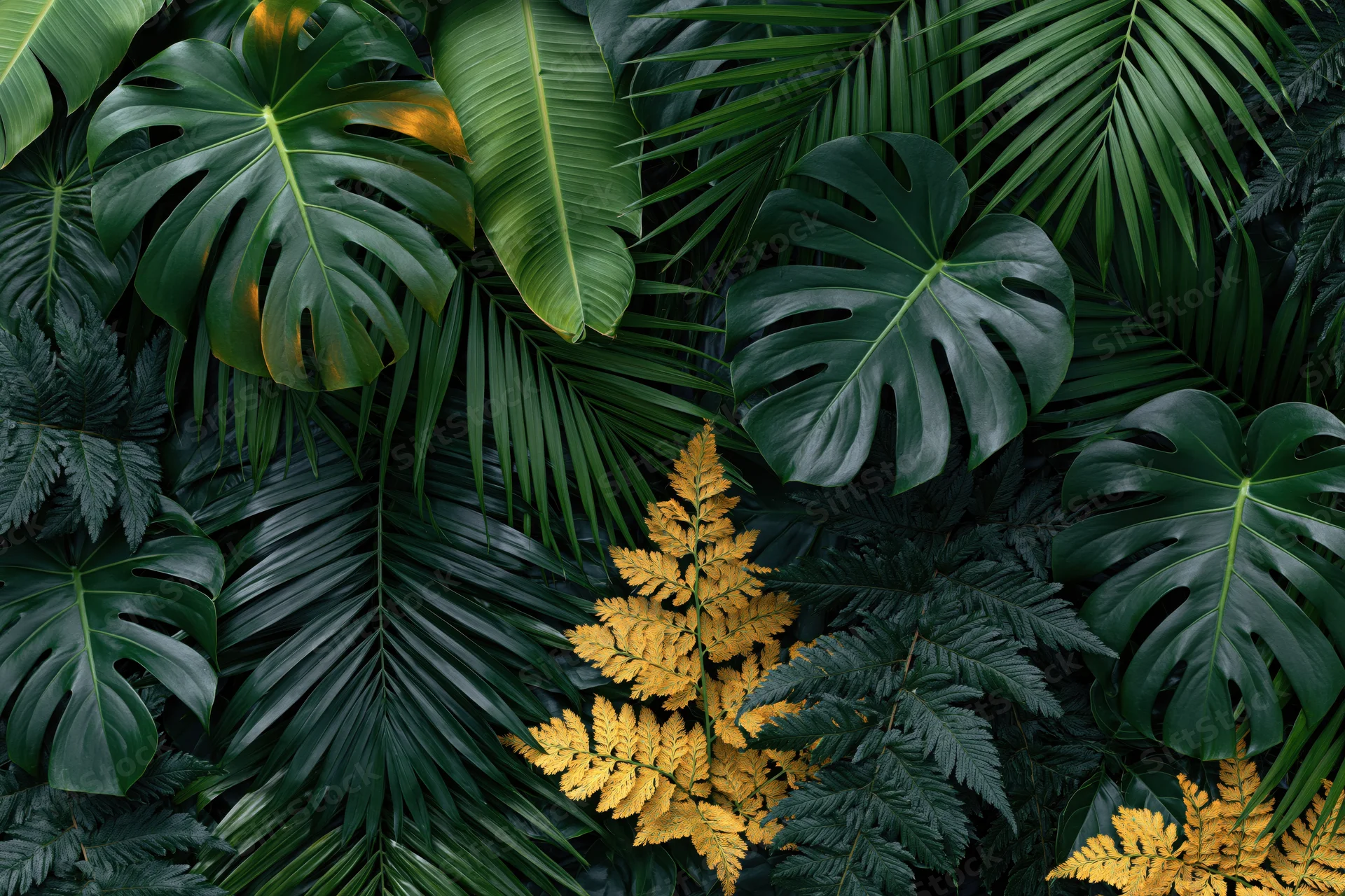 Dense layered tropical foliage with monstera, palm, and fern leaves filling the frame
