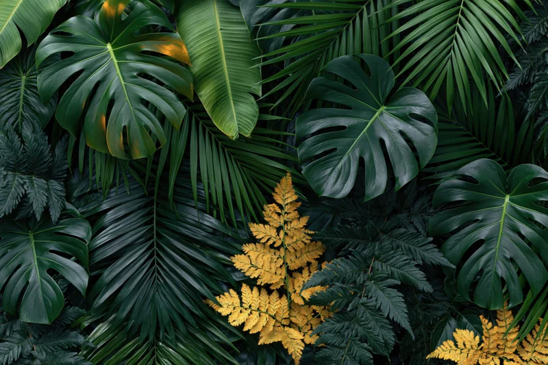 Dense layered tropical foliage with monstera, palm, and fern leaves filling the frame
