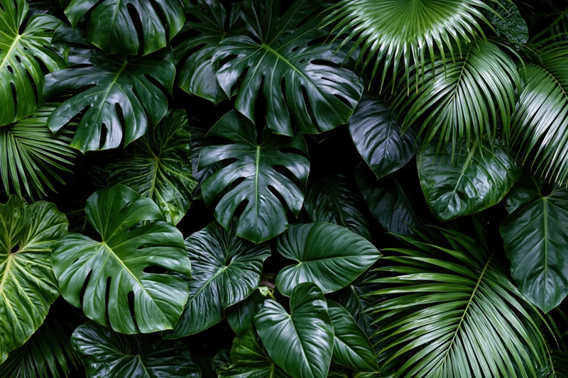 Dense layered tropical foliage filling the frame with monstera and palm leaves